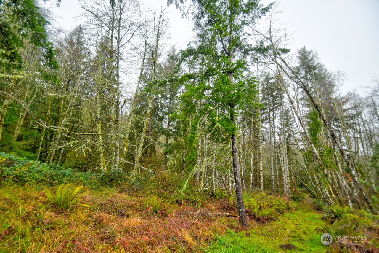 0 Crego Ridge Road Chehalis, WA 98532 - Photo 16 of 25 a view of a garden