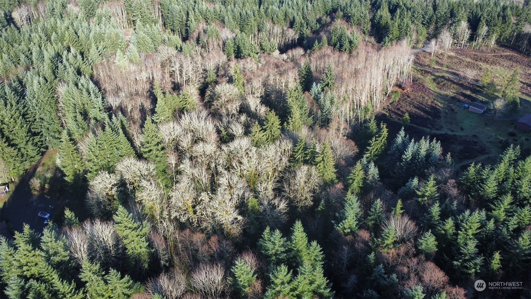 0 Crego Ridge Road Chehalis, WA 98532 - Photo 4 of 25 a view of a lush green forest with lots of trees