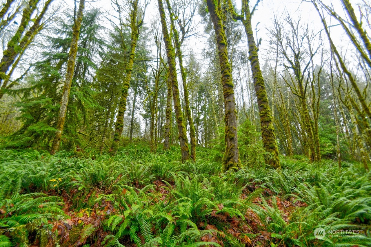 0 Crego Ridge Road Chehalis, WA 98532 - Photo 5 of 25 a view of a lush green forest