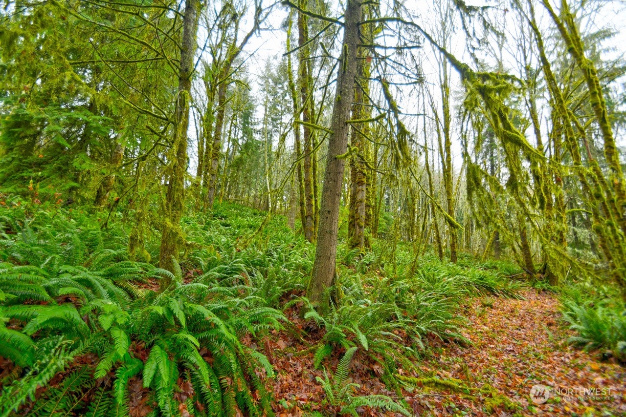 0 Crego Ridge Road Chehalis, WA 98532 - Photo 6 of 25 a view of a yard