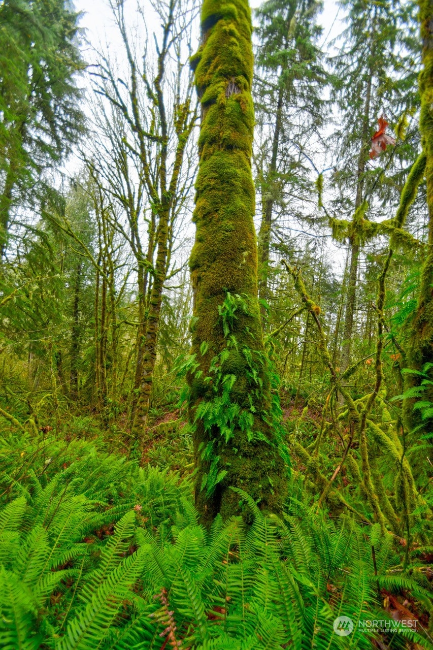 0 Crego Ridge Road Chehalis, WA 98532 - Photo 7 of 25