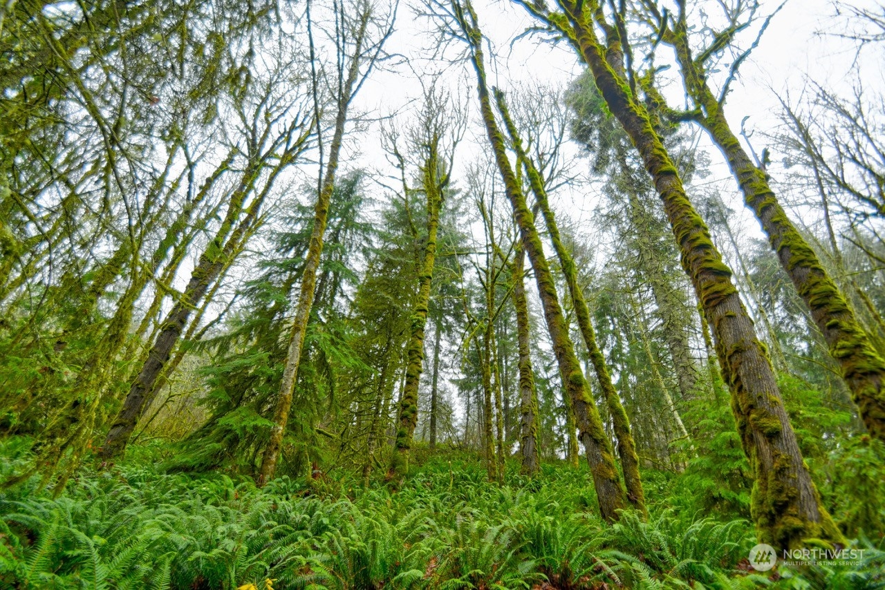0 Crego Ridge Road Chehalis, WA 98532 - Photo 8 of 25 a backyard of a house with lots of green space