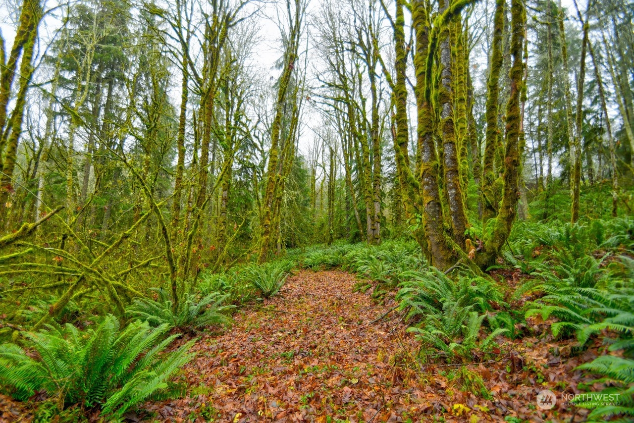 0 Crego Ridge Road Chehalis, WA 98532 - Photo 9 of 25 a view of a garden with plants