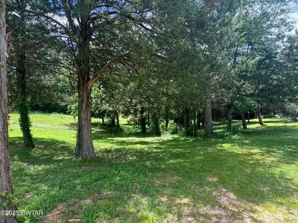 a view of a large yard with plants and a large tree