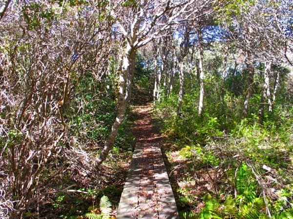 58 Forest Road West Tisbury, MA 02568 - Photo 27 of 29 a view of a tree