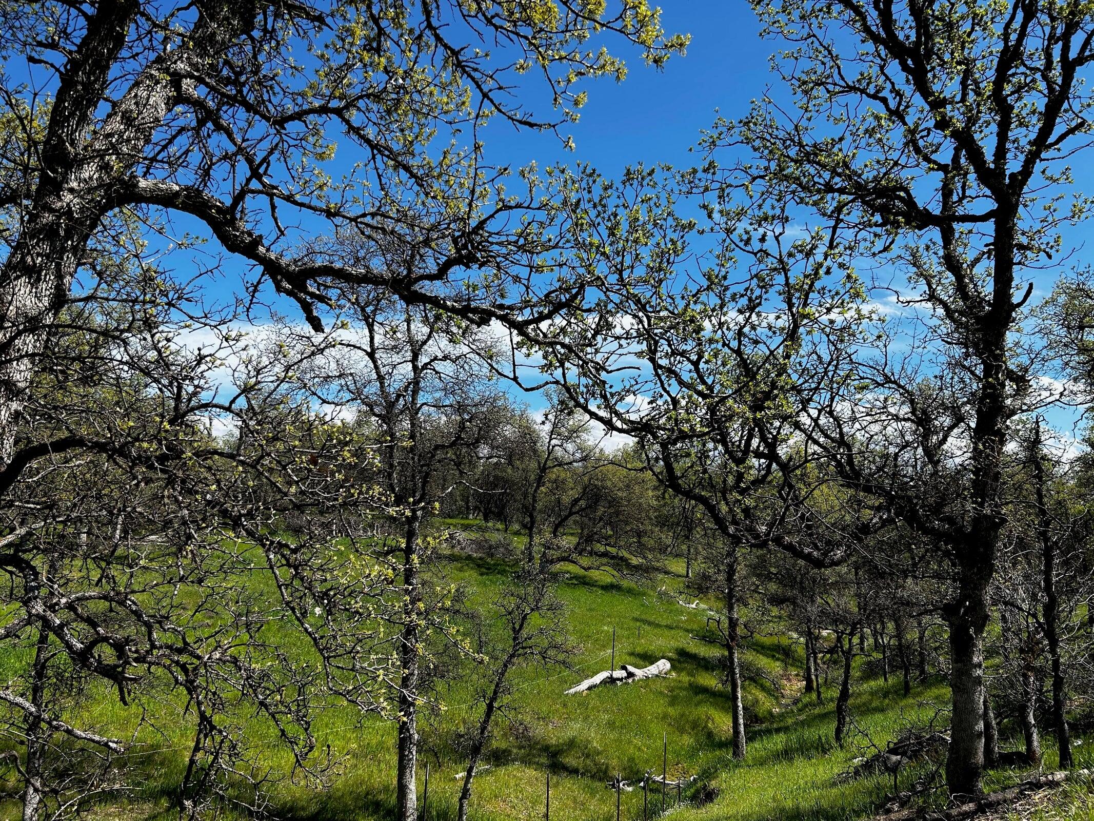 8.6-ac - Sunpoint Road Cottonwood, CA 96022 - Photo 8 of 11 20230413012337115104000000-o