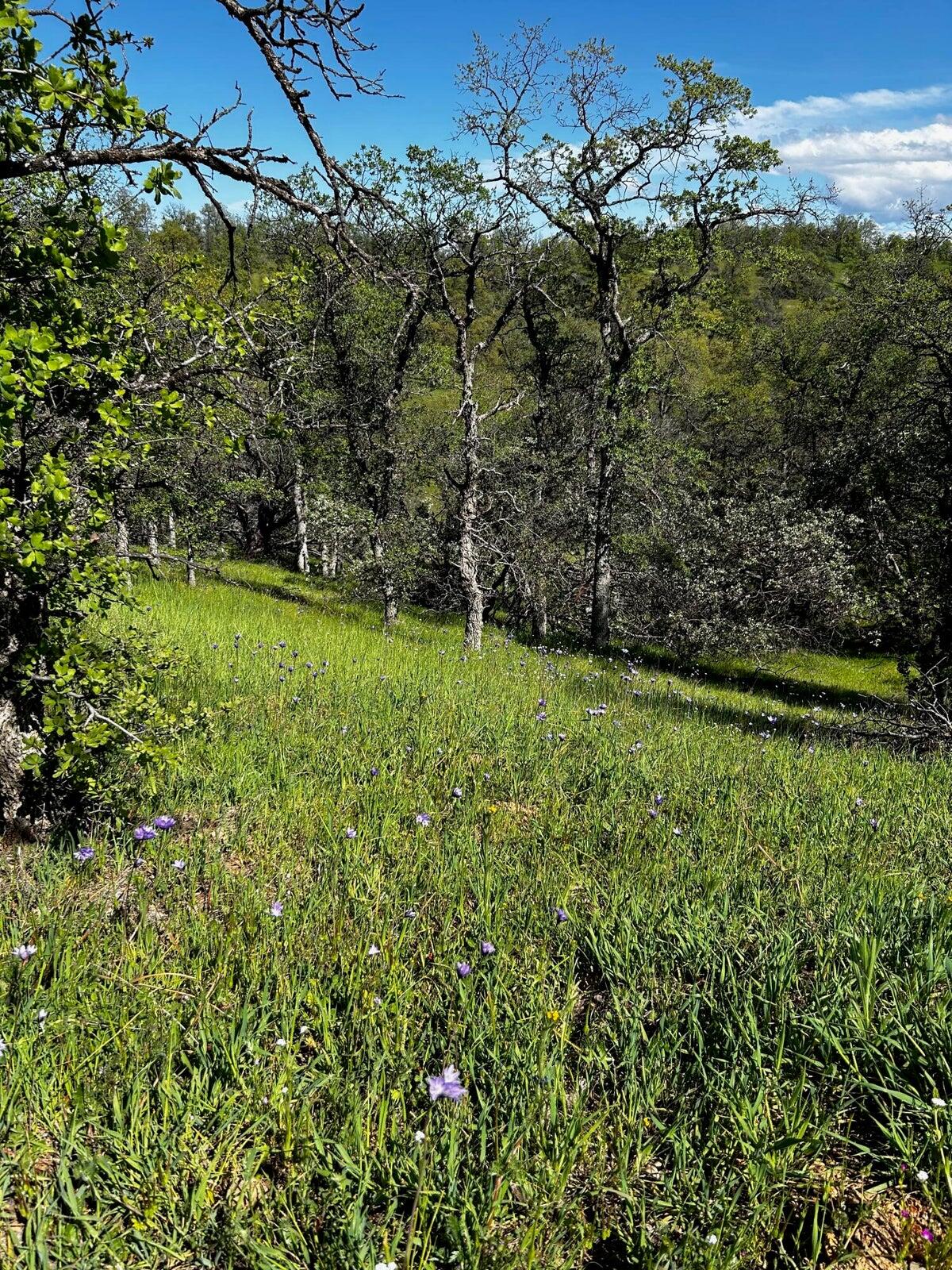 8.6-ac - Sunpoint Road Cottonwood, CA 96022 - Photo 10 of 11 20230413012459040085000000-o