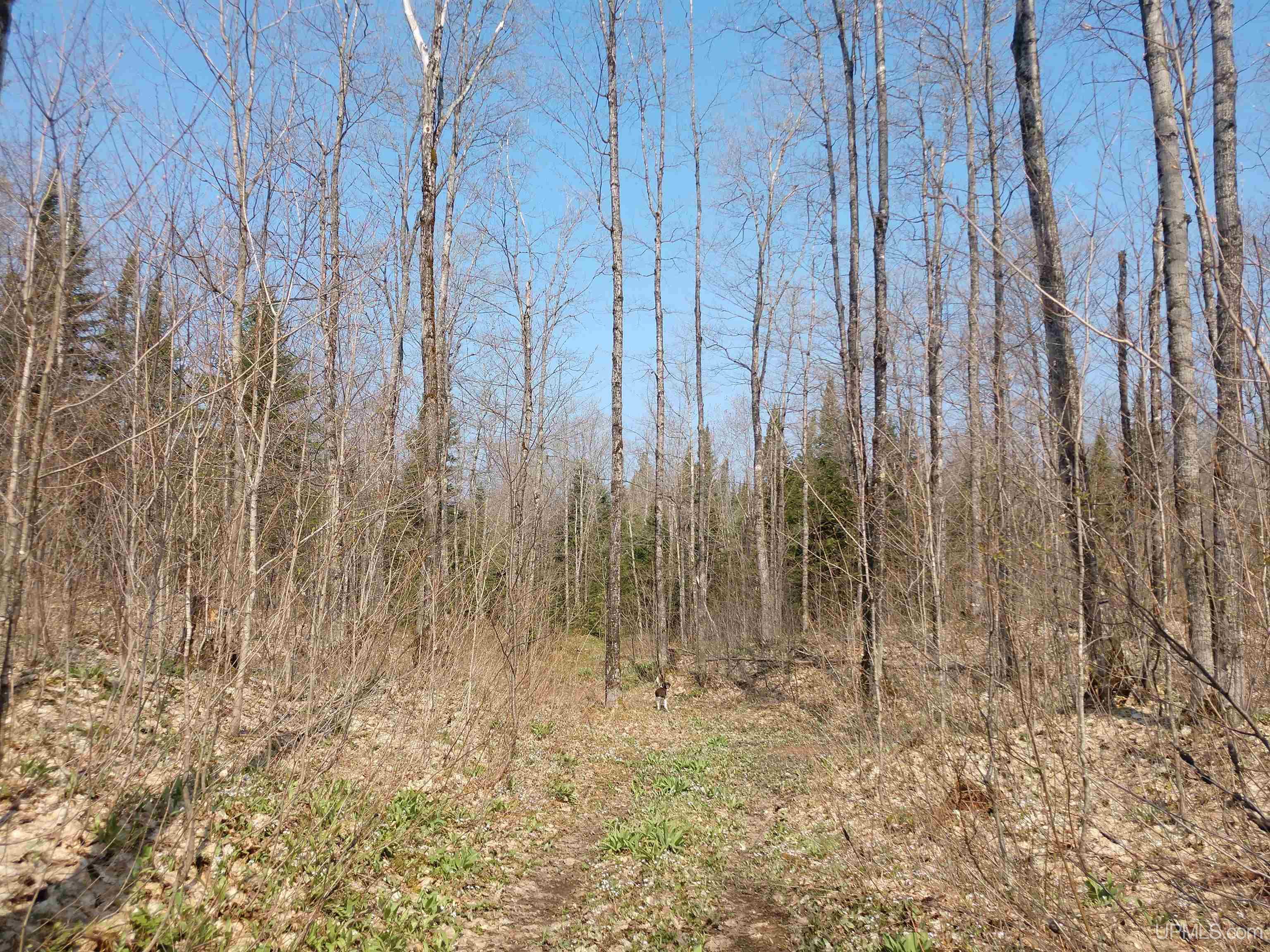 Tbd Melstrand Tbd Melstrand Mosquito Stub Road Shingleton, MI 49884 - Photo 16 of 29