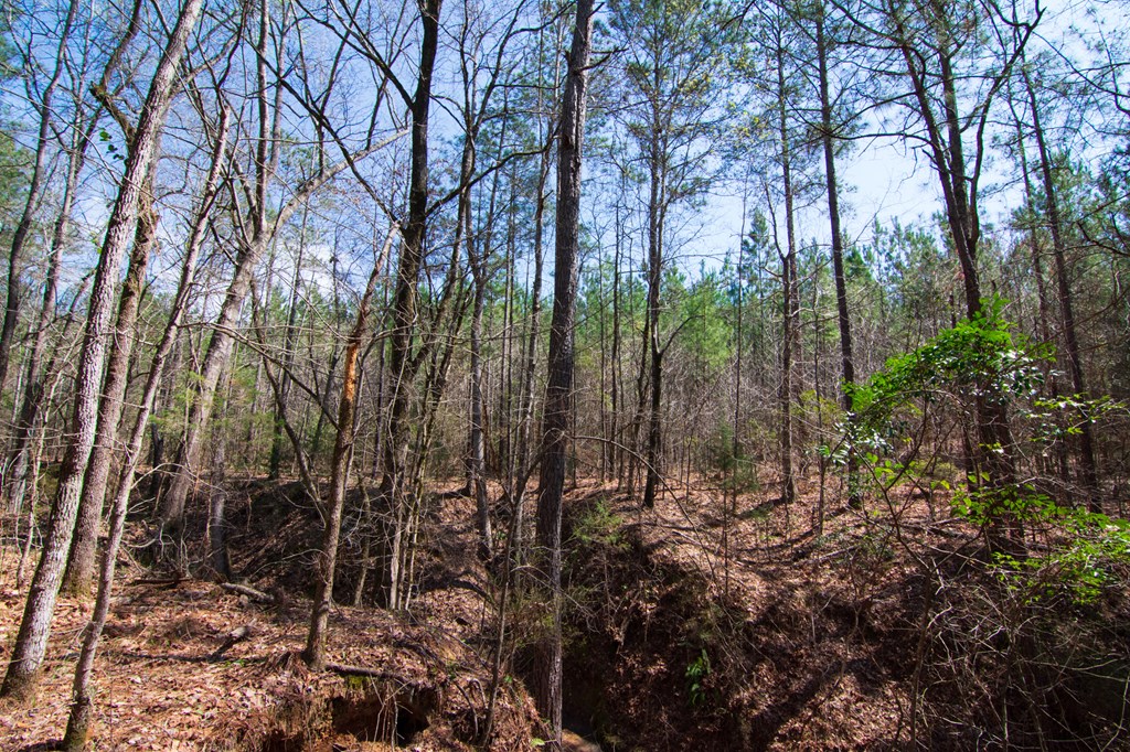 A Taylor Road Ellerslie, GA 31807 - Photo 11 of 27 Gallery Image 11