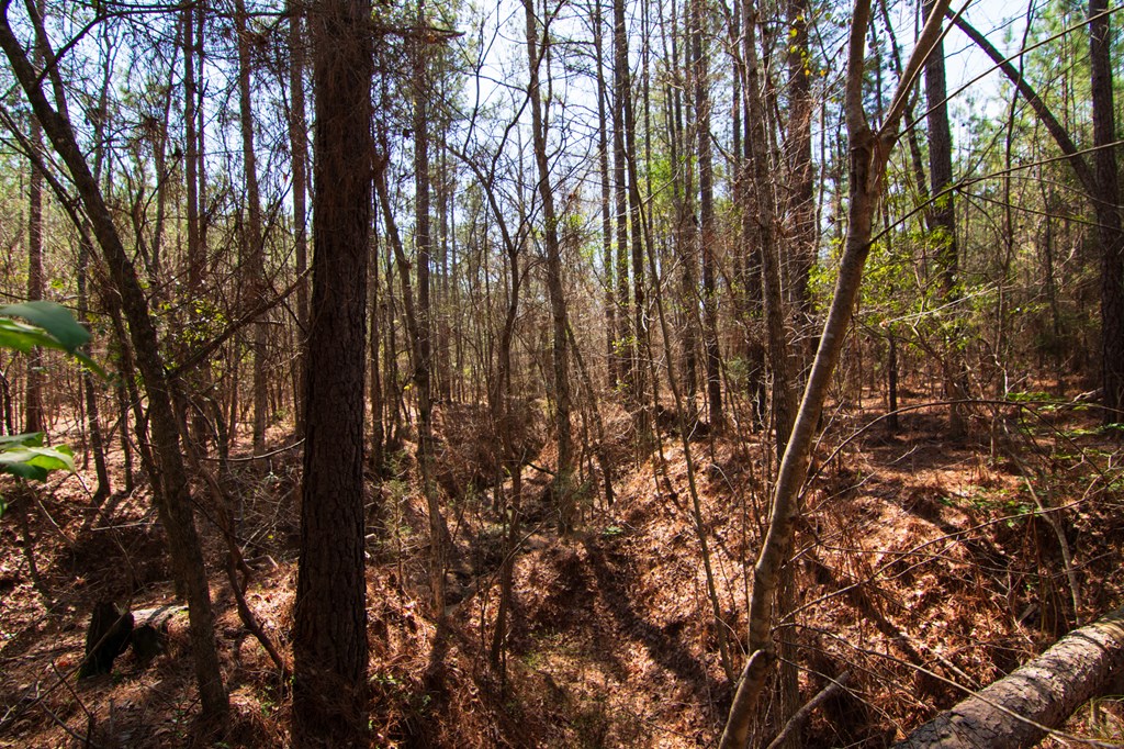 A Taylor Road Ellerslie, GA 31807 - Photo 12 of 27 Gallery Image 12