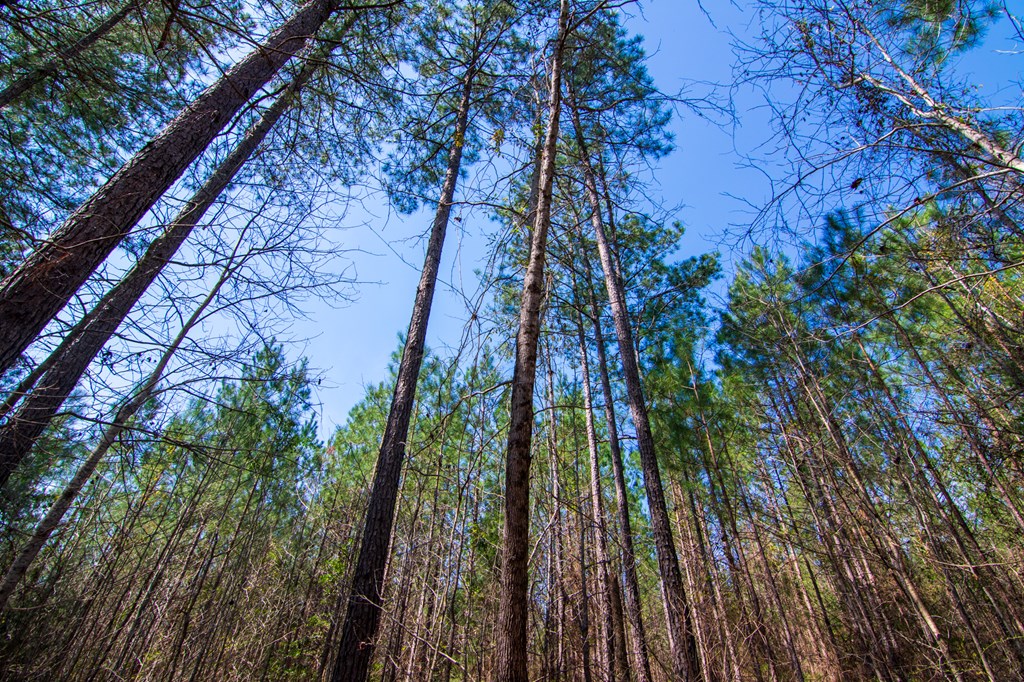 A Taylor Road Ellerslie, GA 31807 - Photo 13 of 27 Gallery Image 13