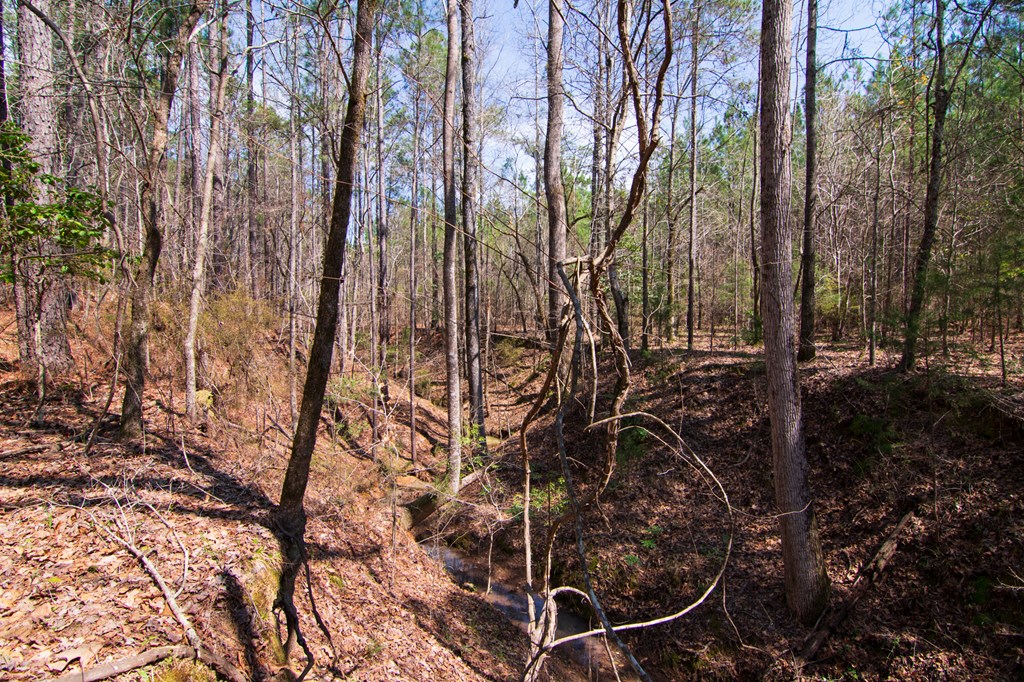 A Taylor Road Ellerslie, GA 31807 - Photo 14 of 27 Gallery Image 14