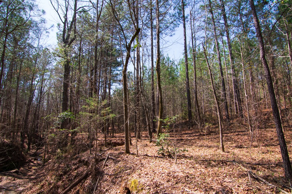 A Taylor Road Ellerslie, GA 31807 - Photo 15 of 27 Gallery Image 15