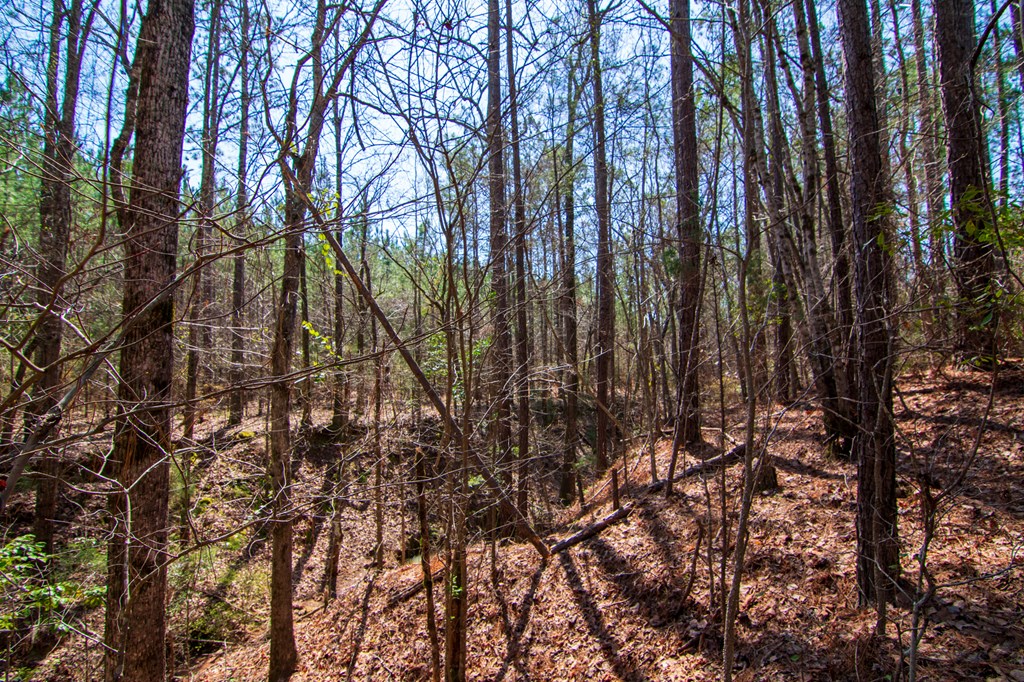 A Taylor Road Ellerslie, GA 31807 - Photo 17 of 27 Gallery Image 17
