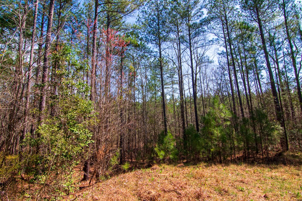 A Taylor Road Ellerslie, GA 31807 - Photo 20 of 27 Gallery Image 20