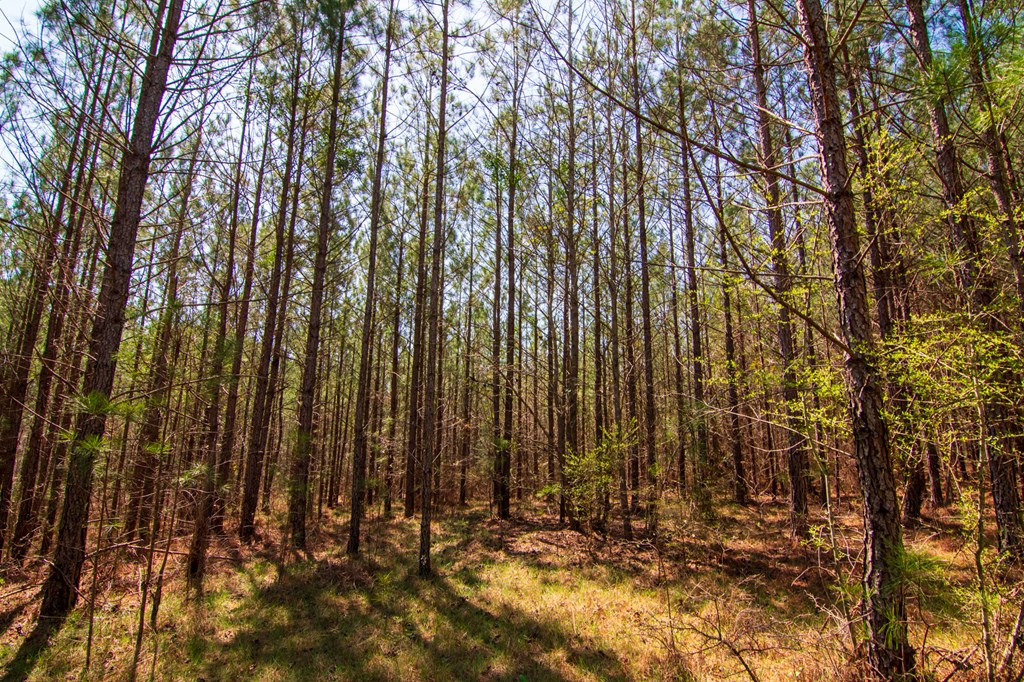 A Taylor Road Ellerslie, GA 31807 - Photo 22 of 27 Gallery Image 22