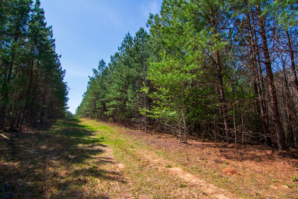 A Taylor Road Ellerslie, GA 31807 - Photo 24 of 27 Gallery Image 24