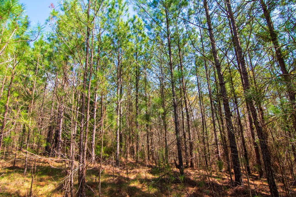 A Taylor Road Ellerslie, GA 31807 - Photo 25 of 27 Gallery Image 25