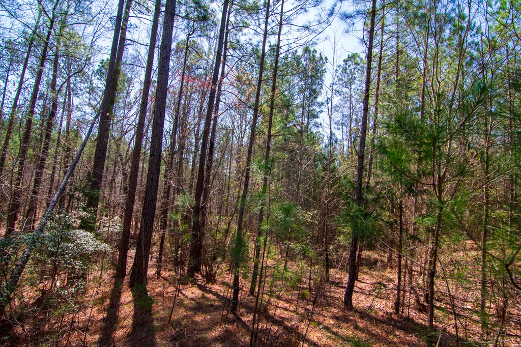 A Taylor Road Ellerslie, GA 31807 - Photo 26 of 27 Gallery Image 26