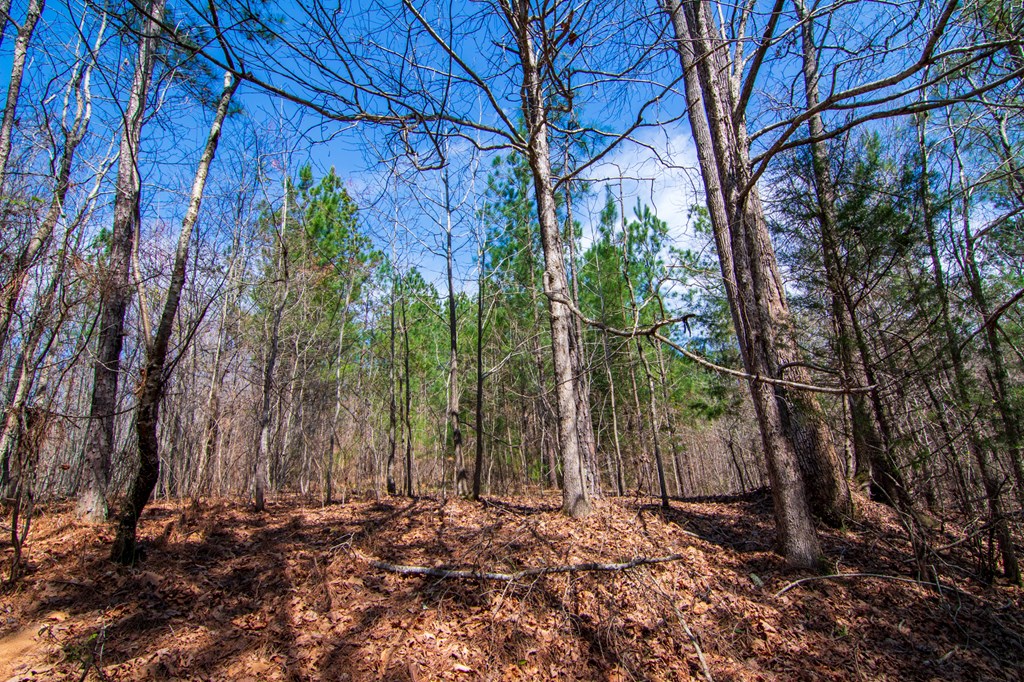 A Taylor Road Ellerslie, GA 31807 - Photo 27 of 27 Gallery Image 27