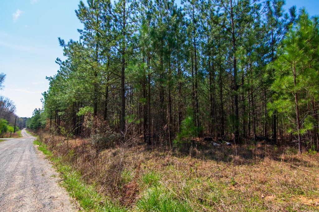 A Taylor Road Ellerslie, GA 31807 - Photo 3 of 27 Gallery Image 3