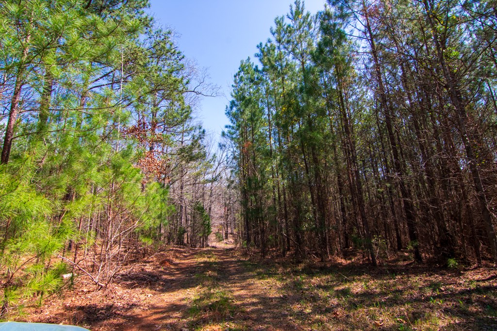 A Taylor Road Ellerslie, GA 31807 - Photo 4 of 27 Gallery Image 4