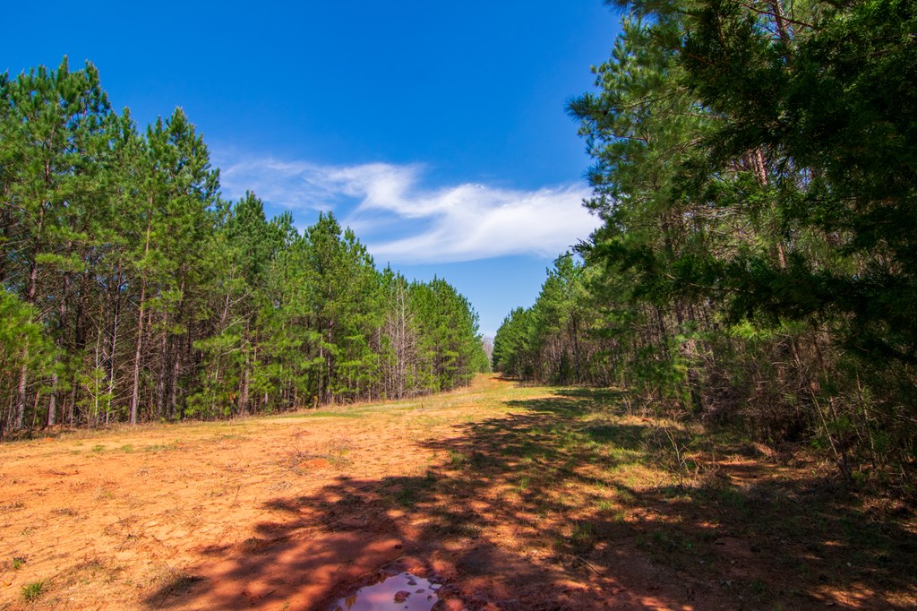 A Taylor Road Ellerslie, GA 31807 - Photo 5 of 27 Gallery Image 5