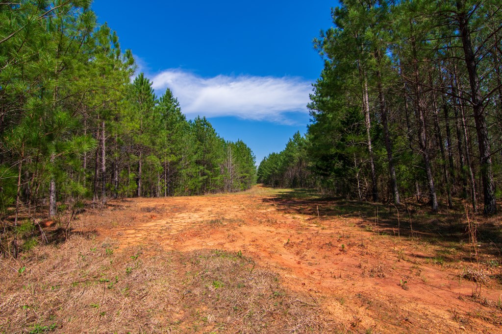 A Taylor Road Ellerslie, GA 31807 - Photo 7 of 27 Gallery Image 7