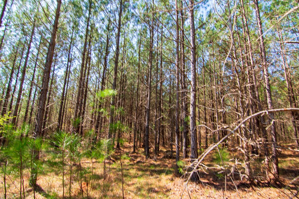 A Taylor Road Ellerslie, GA 31807 - Photo 8 of 27 Gallery Image 8
