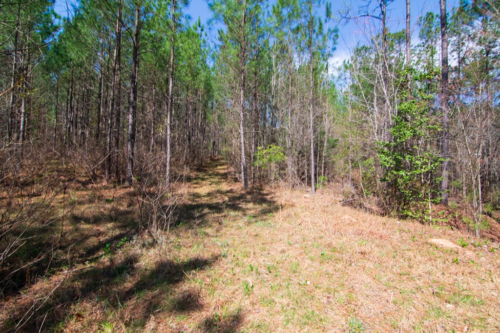 A Taylor Road Ellerslie, GA 31807 - Photo 9 of 27 Gallery Image 9
