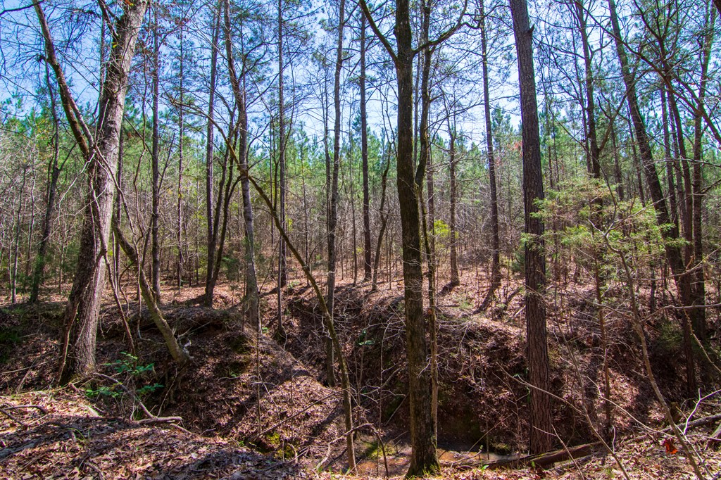 A Taylor Road Ellerslie, GA 31807 - Photo 10 of 27 Gallery Image 10