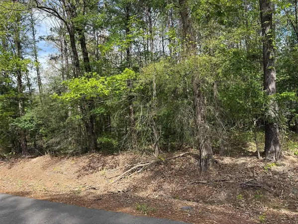 a view of a yard with plants and large trees