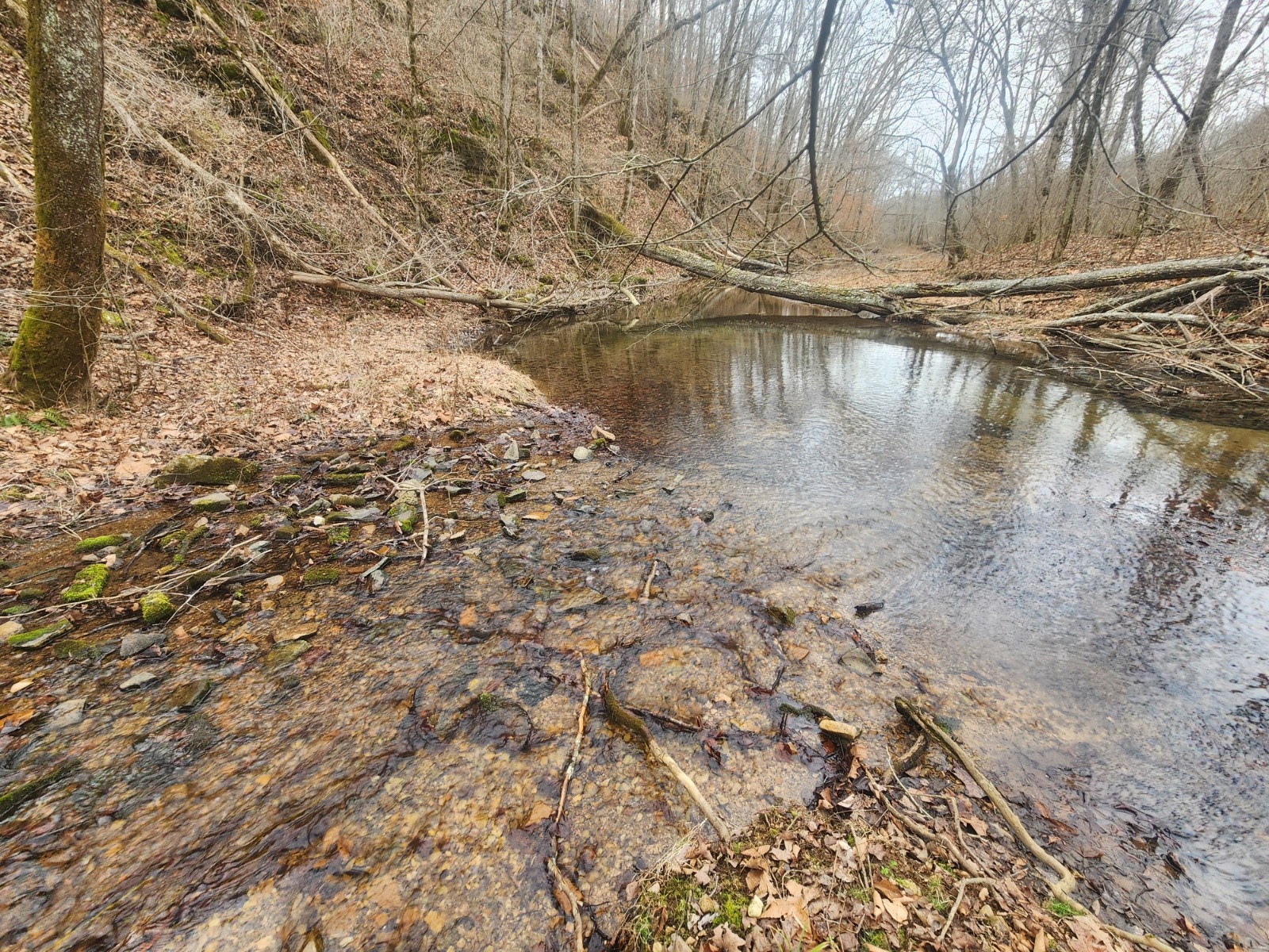 10 Blowing Springs Road Lawrenceburg, TN 38464 - Photo 3 of 9 a view of a lake with trees
