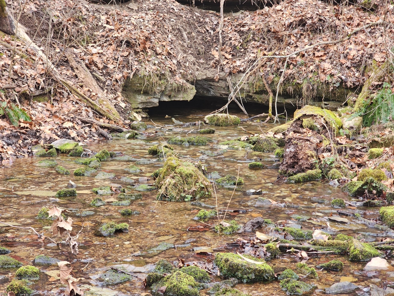 10 Blowing Springs Road Lawrenceburg, TN 38464 - Photo 5 of 9 a picture of a tree