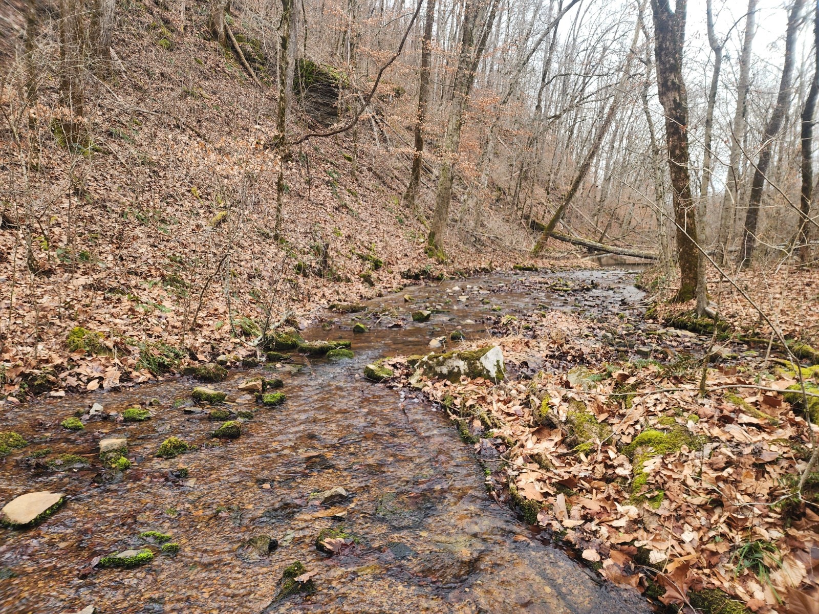 10 Blowing Springs Road Lawrenceburg, TN 38464 - Photo 8 of 9 a view of a yard with lots of bushes
