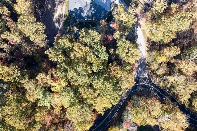 a view of a forest that has large trees