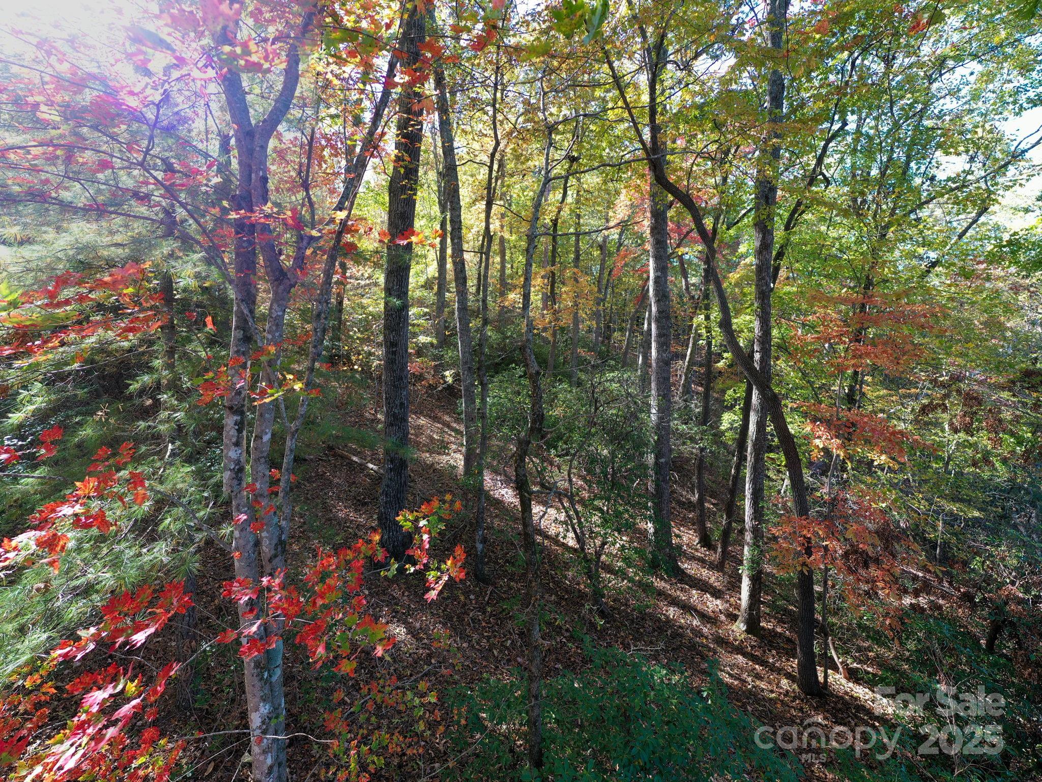 2002 Song Breeze Trail Arden, NC 28704 - Photo 9 of 19 a view of forest