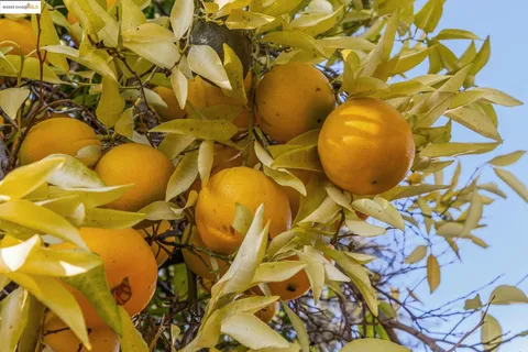 $898,000 | 1918 Marguerite Avenue, Pleasant Hill, CA 94523