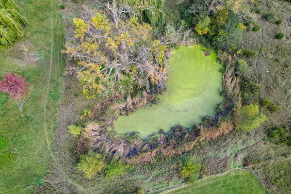 a view of flowers in a yard