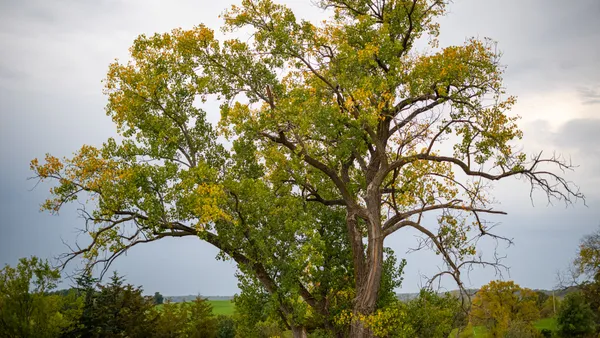 a tall tree in middle of the house