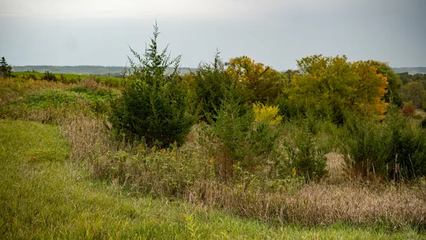 a view of yard along with trees