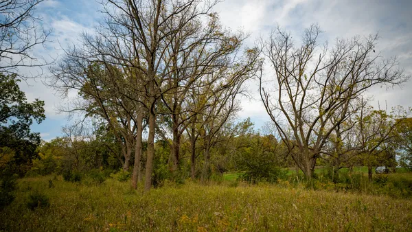 a view of a lush green forest