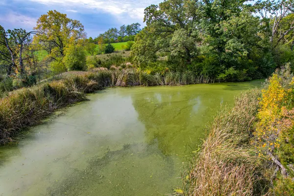 a view of a lush green space
