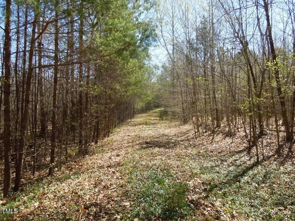 a view of a yard with large trees