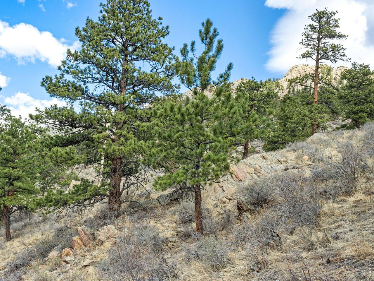 825 Castle Mountain Road Estes Park, CO 80517 - Photo 12 of 18 a view of a plants with a tree