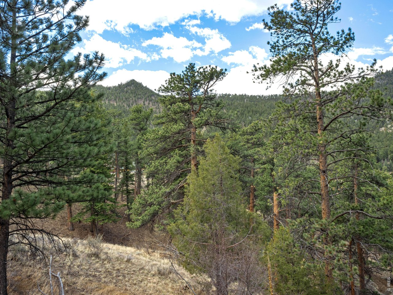 825 Castle Mountain Road Estes Park, CO 80517 - Photo 14 of 18 a view of a forest with a tree