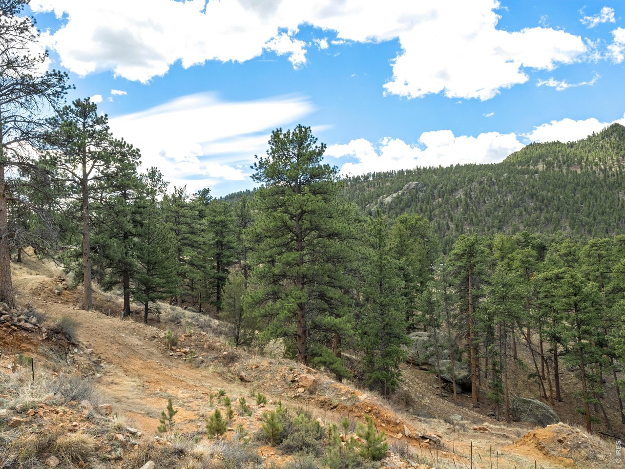 825 Castle Mountain Road Estes Park, CO 80517 - Photo 10 of 18 a view of a yard with a tree