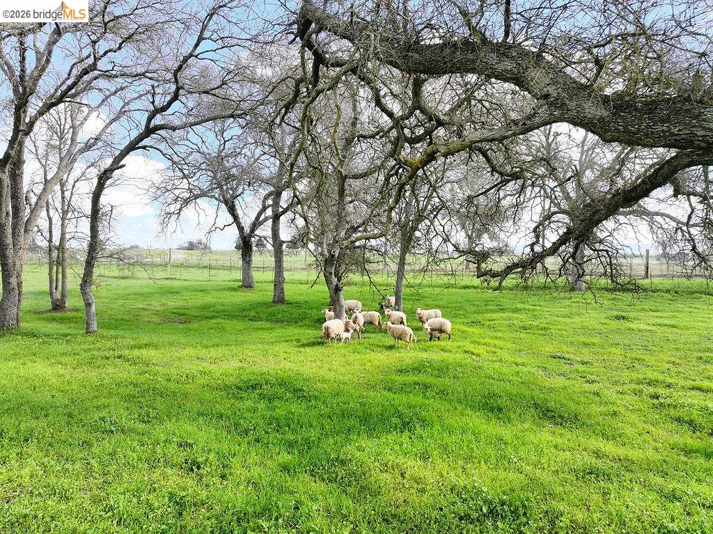 7550 Adams Road Valley Springs, CA 95252 - Photo 36 of 38 View of green lawn featuring a rural view