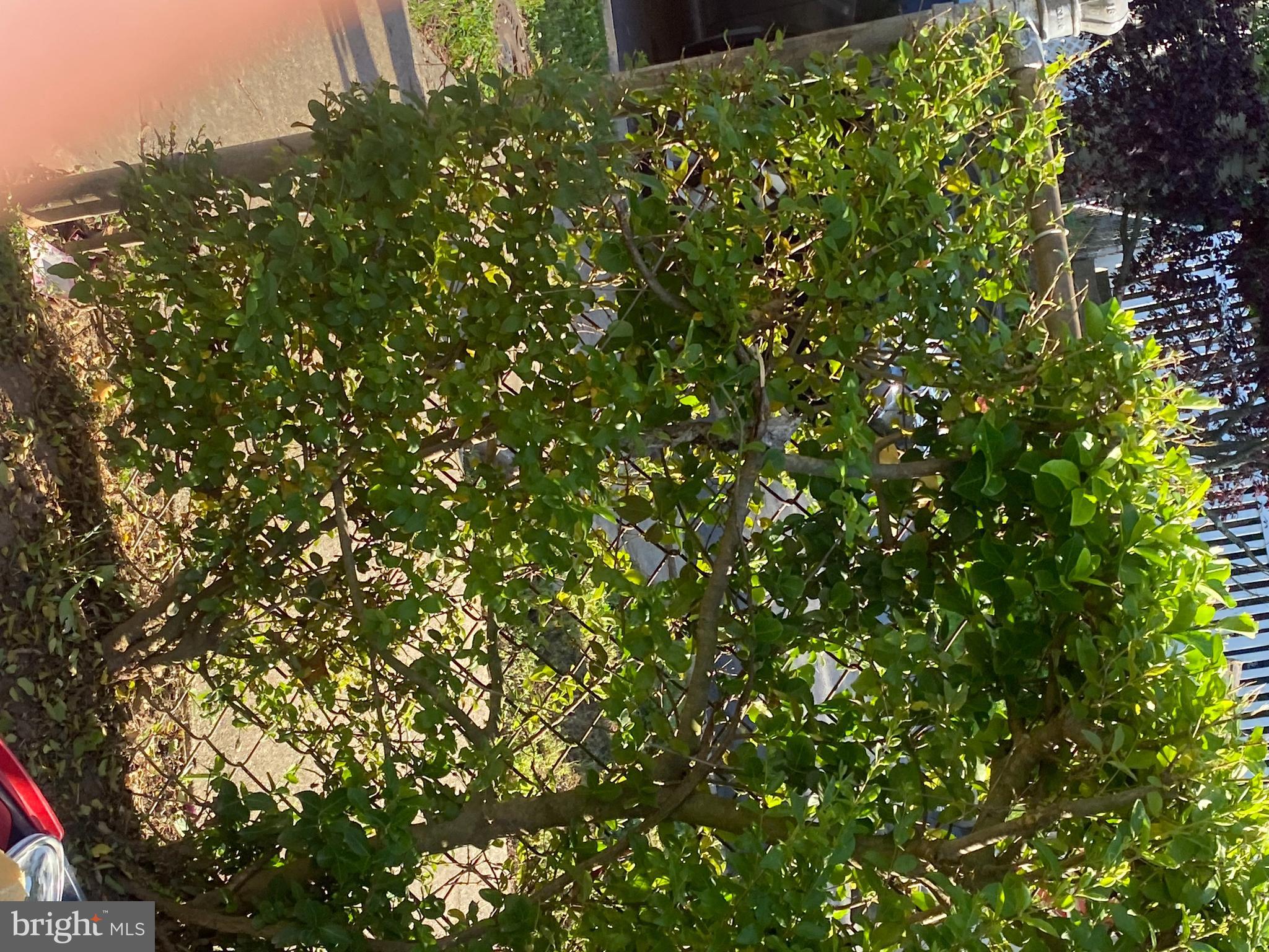 7204 East Forest Road Hyattsville, MD 20785 - Photo 29 of 40