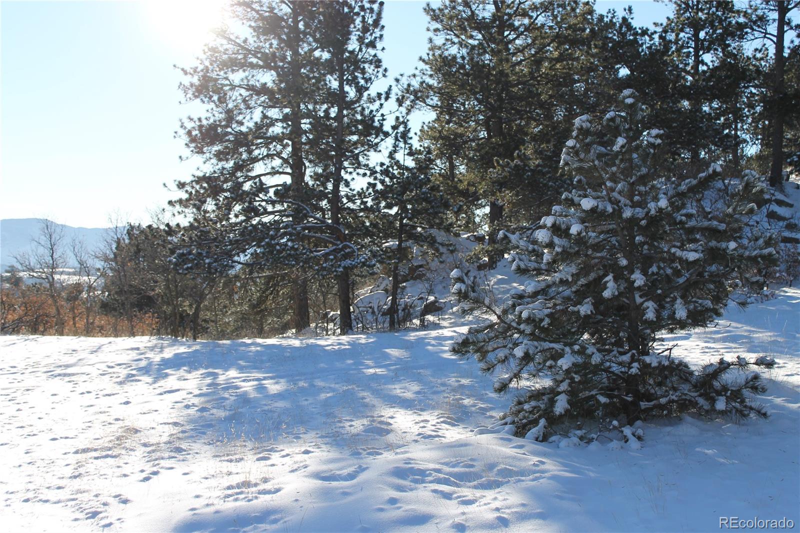1305 Apache Road Florissant, CO 80816 - Photo 6 of 23 a view of road with trees